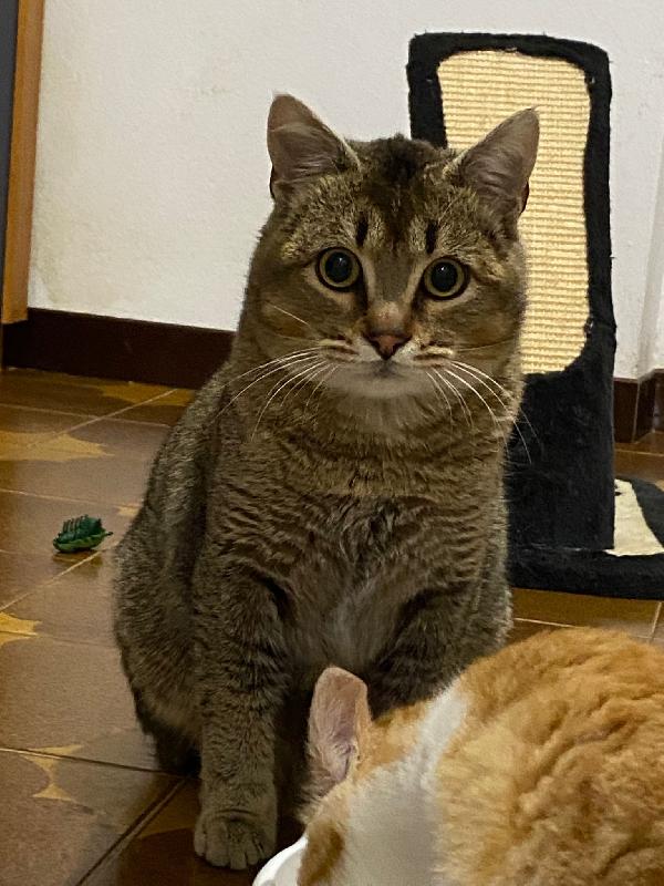 Bibó cerca adozione del cuore  Foto 5